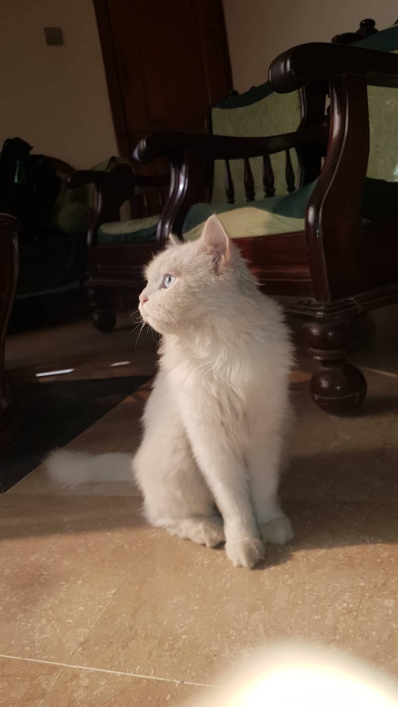 Persian cat 8