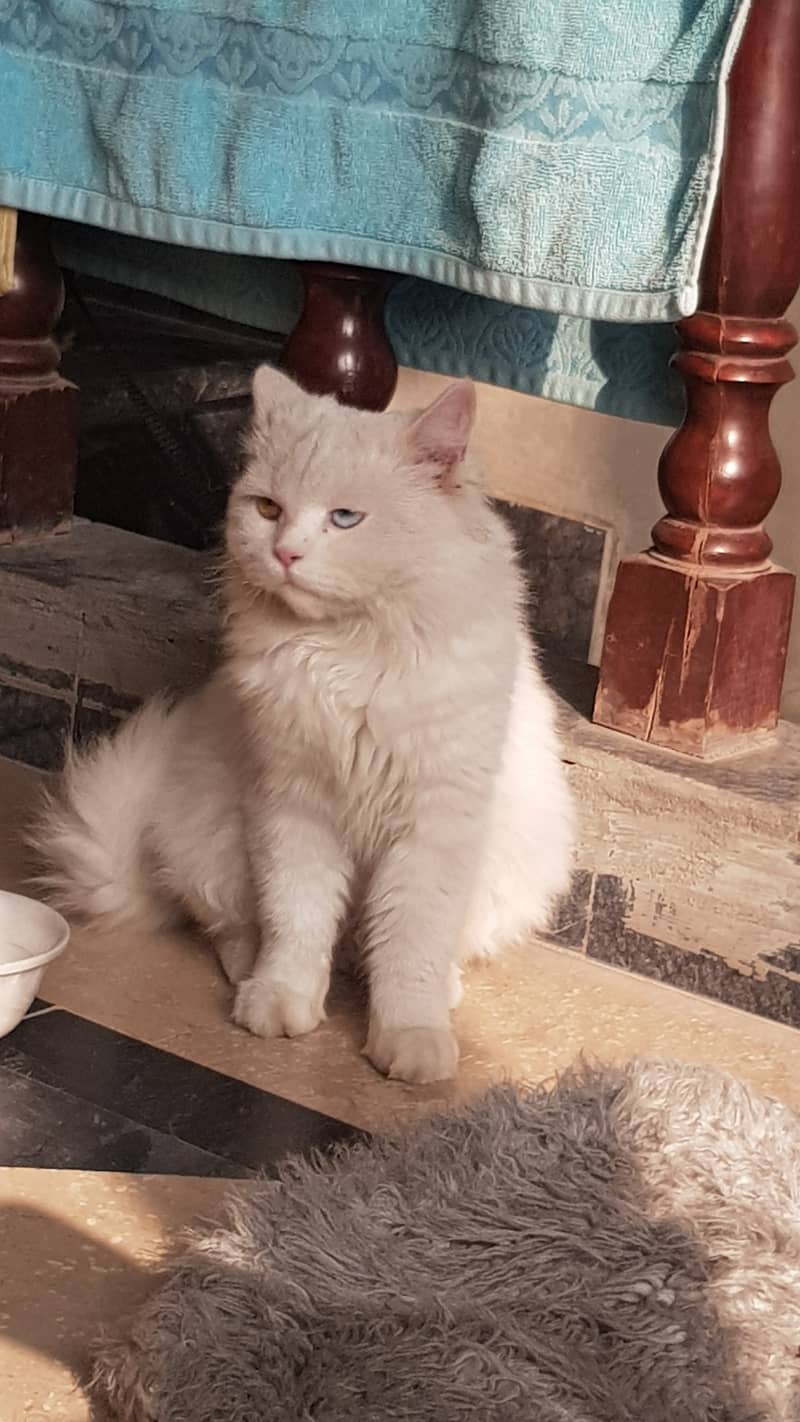 Persian cat 12