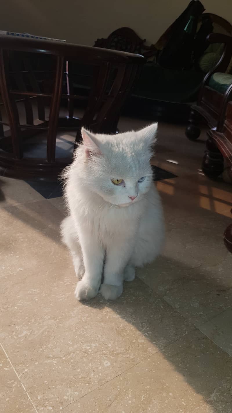 Persian cat 13