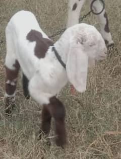 Breeder Quality Rajan PuriKids and Milk Goats