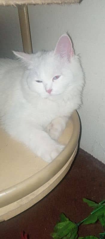 Persian cat urgent sell 1