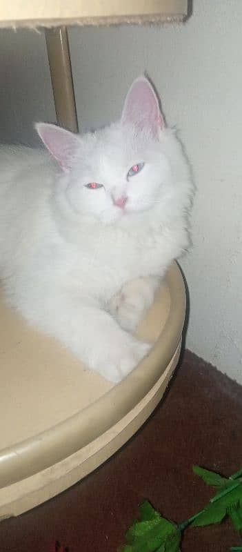 Persian cat urgent sell 2