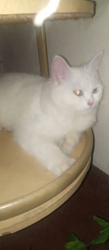 Persian cat urgent sell 3