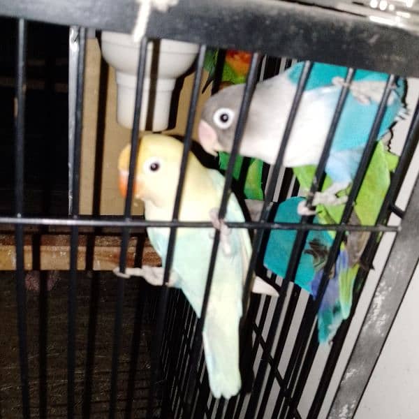 Albino red eyes | fishries | parblue | opline | parrot | love birds 0