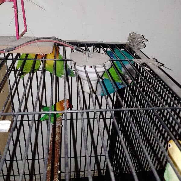 Albino red eyes | fishries | parblue | opline | parrot | love birds 1