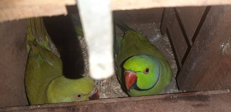 Ringneck breeder pair 0