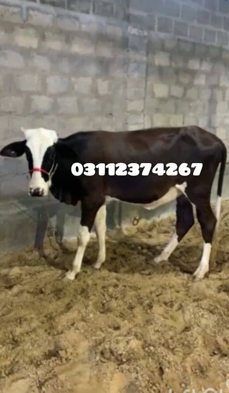 PANDI BACHRI FOR QURBANI 0