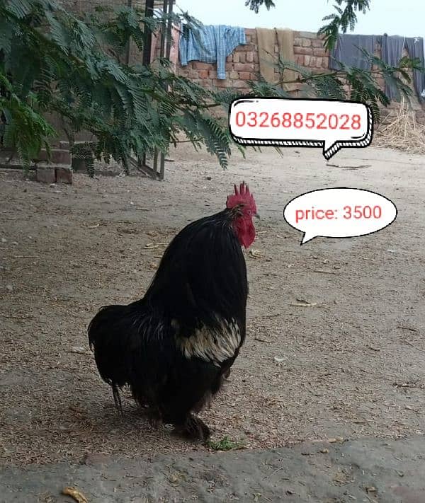 bantam hen only male available 0