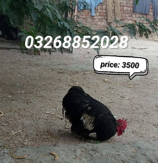 bantam hen only male available 1