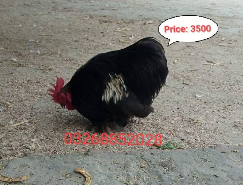 bantam hen only male available 2