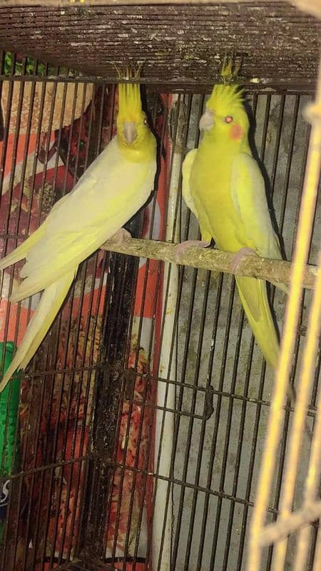 Common Cocktail Red Eye Breeder Pair 2