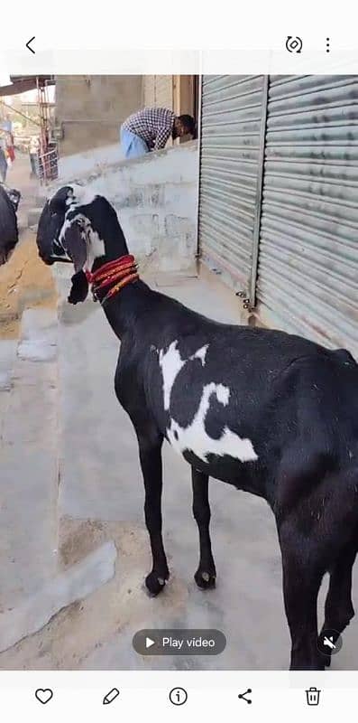 beetal gabban bakri call watsap 03453064155 1