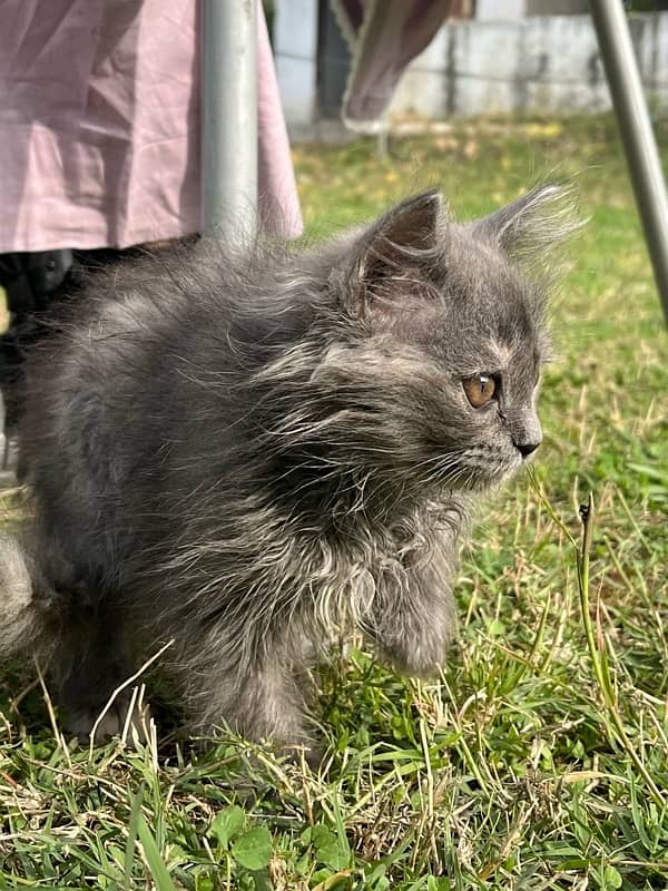 persian cat 2