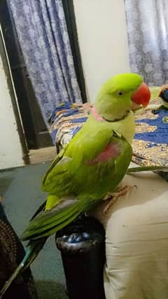 Raw parrot for sale hand tamed and fully talking