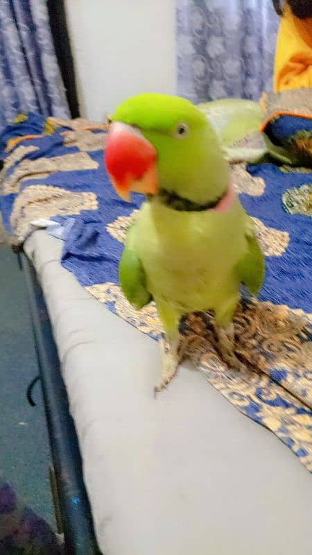 Raw parrot for sale hand tamed and fully talking 1