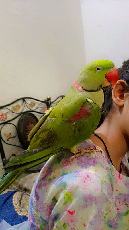 Raw parrot for sale hand tamed and fully talking 2