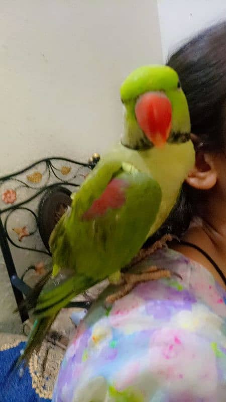 Raw parrot for sale hand tamed and fully talking 3