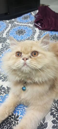 Persian cute cat male triple coated fully vacinated and dewormed