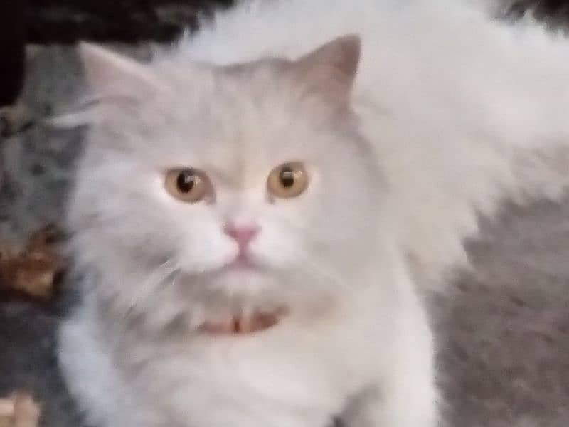 Persian cat for sale 1