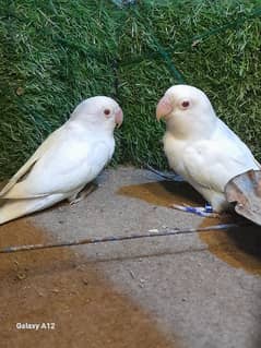 albino red eyes breader love birds