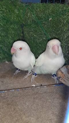 albino red eyes breader love birds