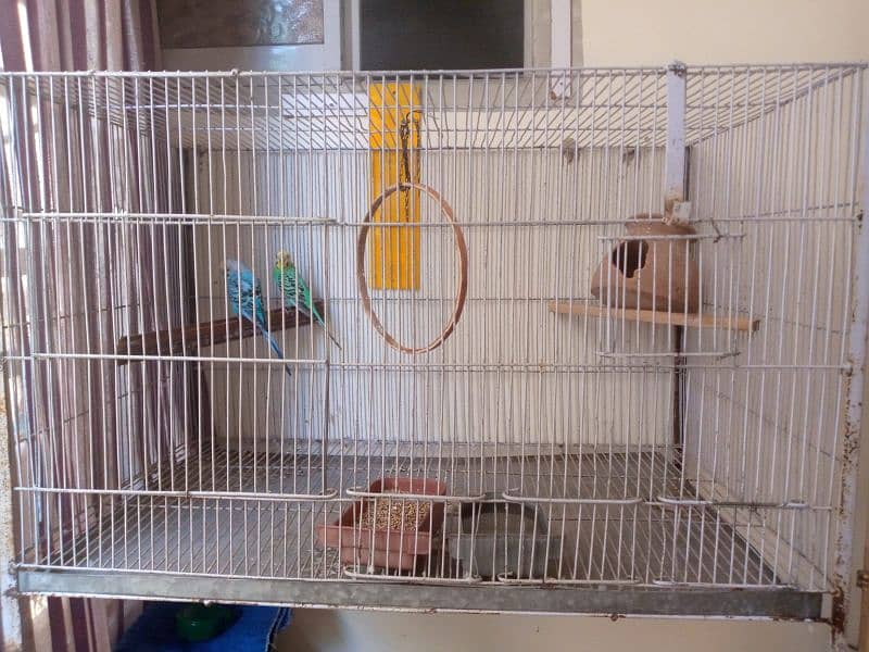 Parrots with cage 1