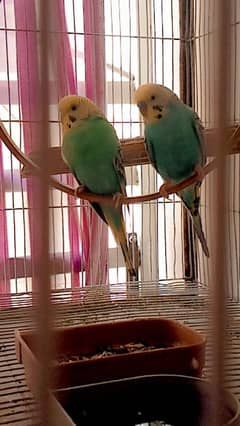 Parrots