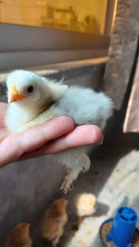 Golden Buff/ White Buff/ Black Buff/ Blue Buff Chicks for Sale 0