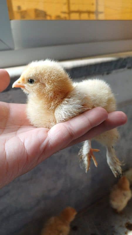 Golden Buff/ White Buff/ Black Buff/ Blue Buff Chicks for Sale 1