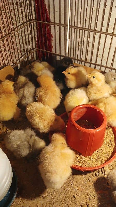 Golden Buff/ White Buff/ Black Buff/ Blue Buff Chicks for Sale 2