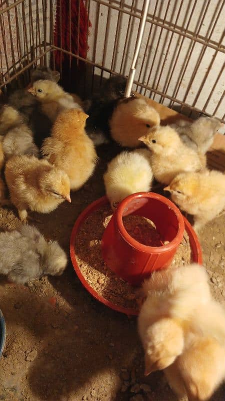 Golden Buff/ White Buff/ Black Buff/ Blue Buff Chicks for Sale 4