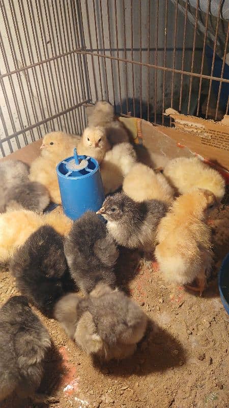 Golden Buff/ White Buff/ Black Buff/ Blue Buff Chicks for Sale 5