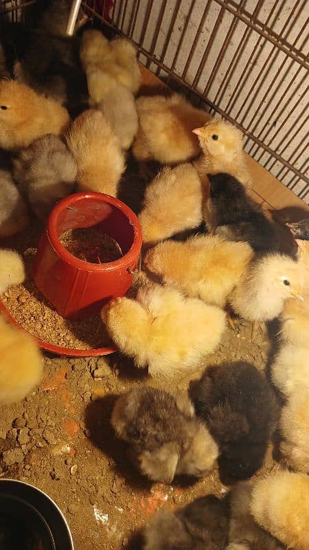 Golden Buff/ White Buff/ Black Buff/ Blue Buff Chicks for Sale 7