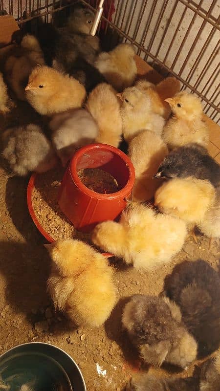 Golden Buff/ White Buff/ Black Buff/ Blue Buff Chicks for Sale 8