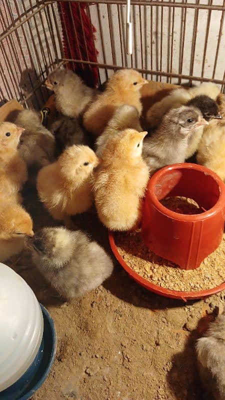 Golden Buff/ White Buff/ Black Buff/ Blue Buff Chicks for Sale 9