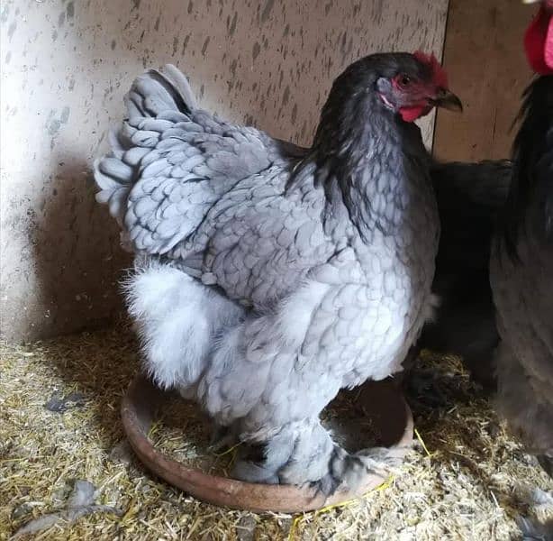 Golden Buff/ White Buff/ Black Buff/ Blue Buff Chicks for Sale 11