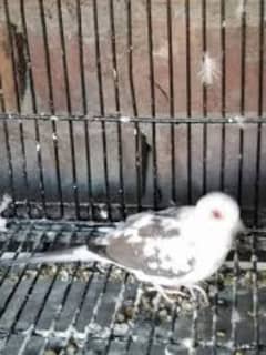 pied dove pair for sale with red dove female