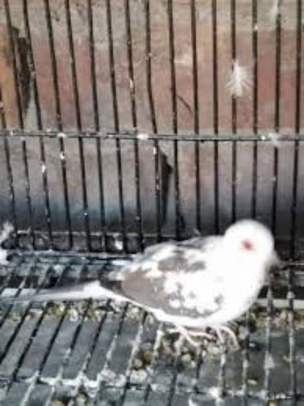 pied dove pair for sale with red dove female 0