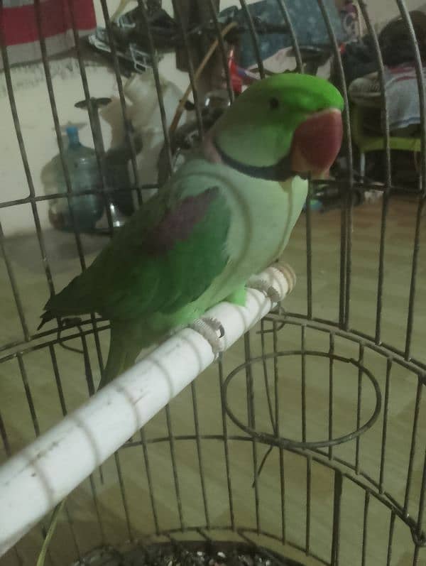 jumbo kashmiri parrot 0