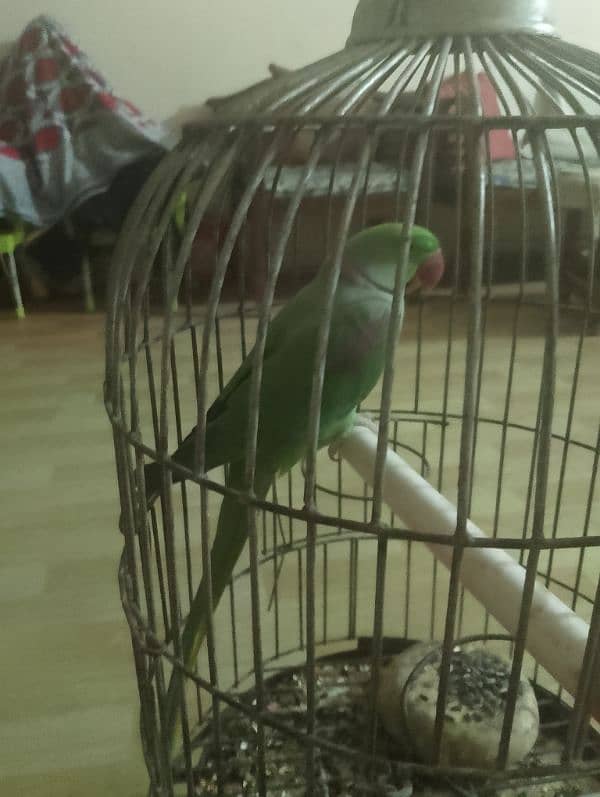 jumbo kashmiri parrot 1