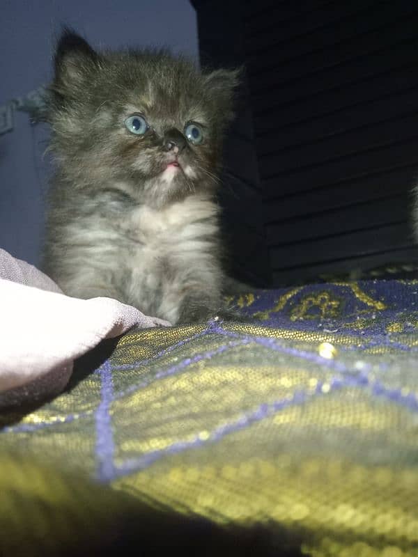 Persian kitten 1 month 25 day Ki kitten 3