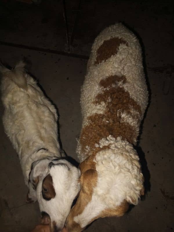 male Bakra and female dumba 1