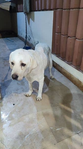 Labrador English Retriever Female (Vaccinated) 0