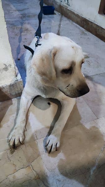 Labrador English Retriever Female (Vaccinated) 2