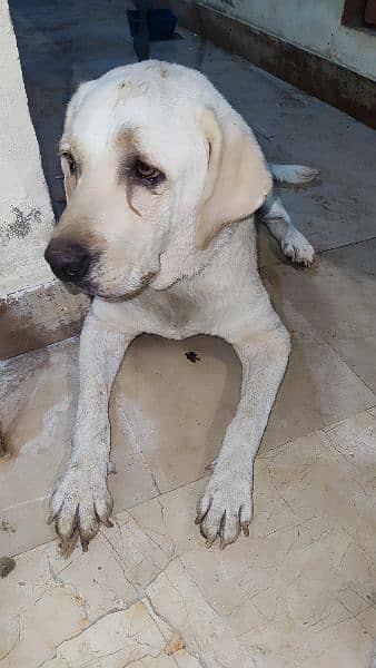 Labrador English Retriever Female (Vaccinated) 3