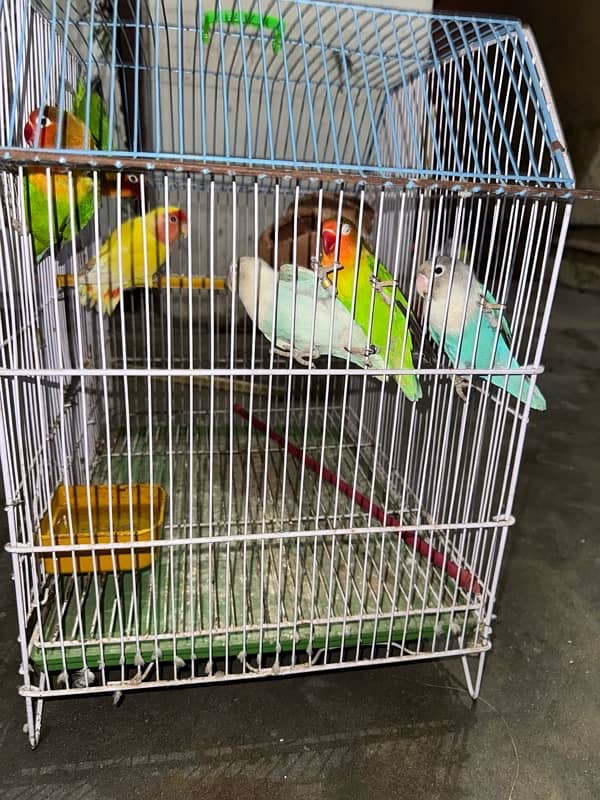 love birds for sale 0