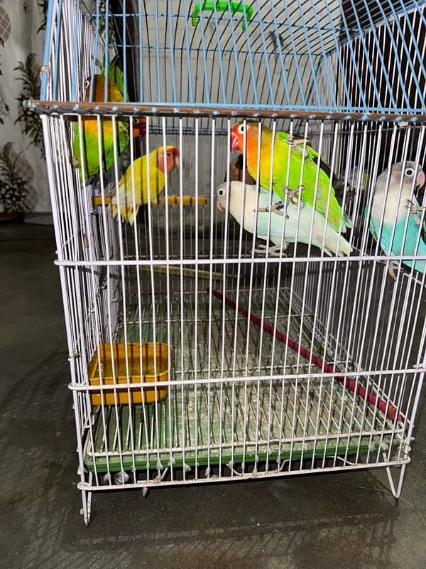 love birds for sale 1