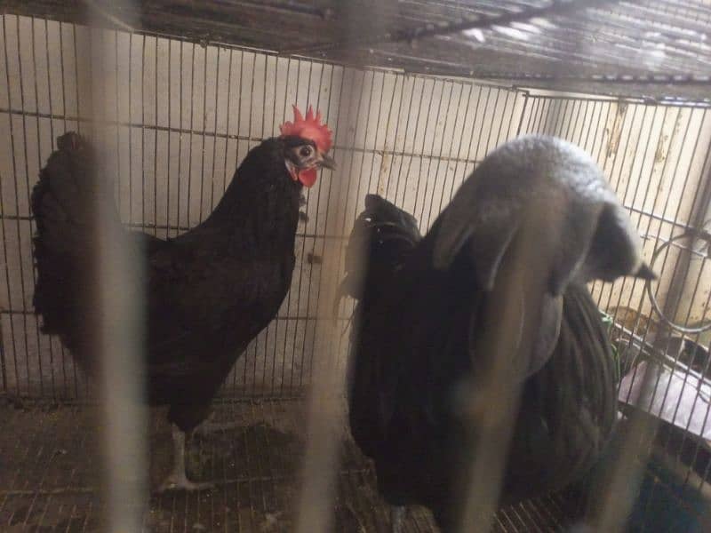 ayyam cemani male + austrolop female 1