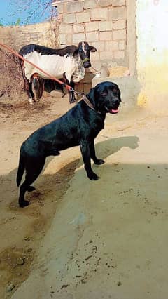 Labrador