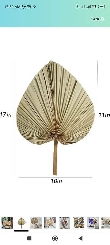 Dried Palm Leaves, Dried Pampas Grass Déco, 17 inch 3